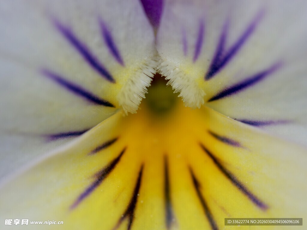 三色堇花朵特写