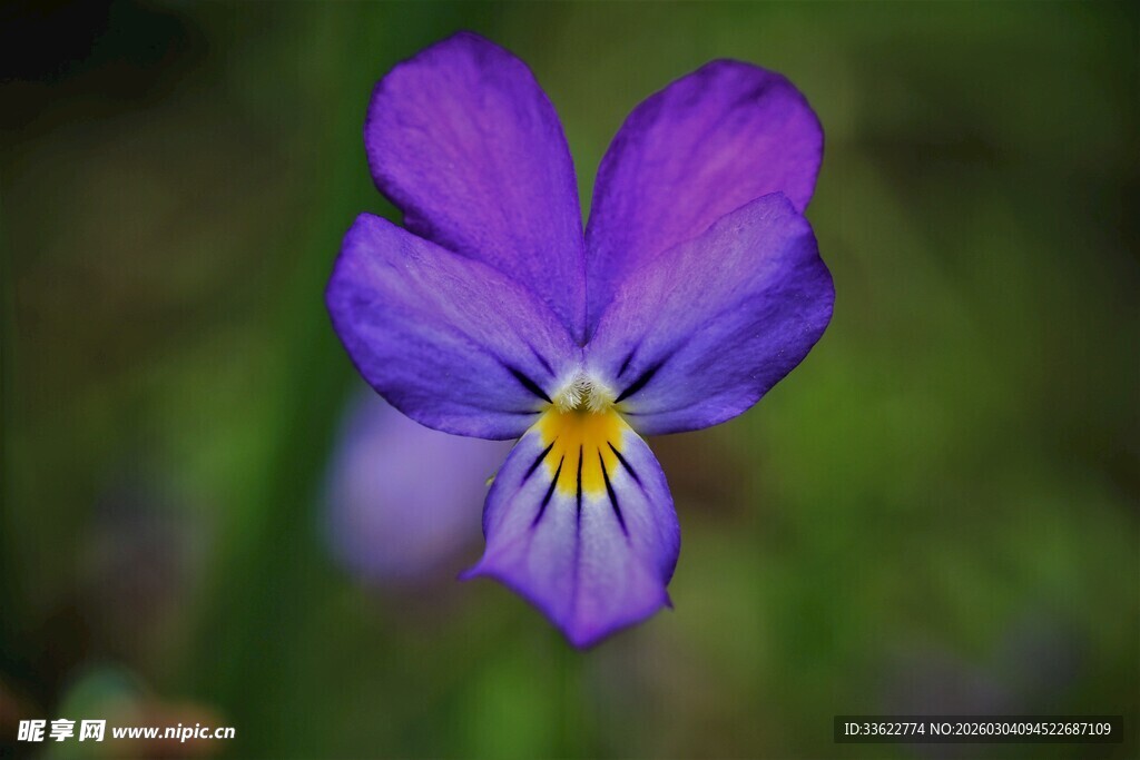 紫色三色堇特写