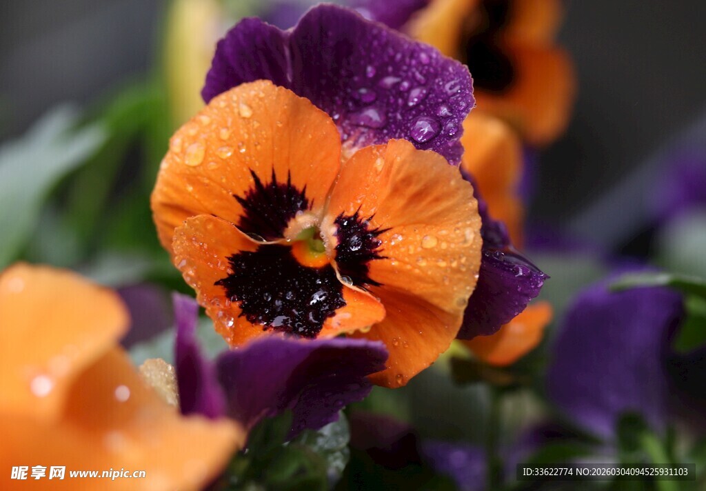 三色堇花朵特写