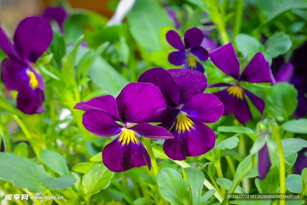 紫色三色堇绽放于绿叶间