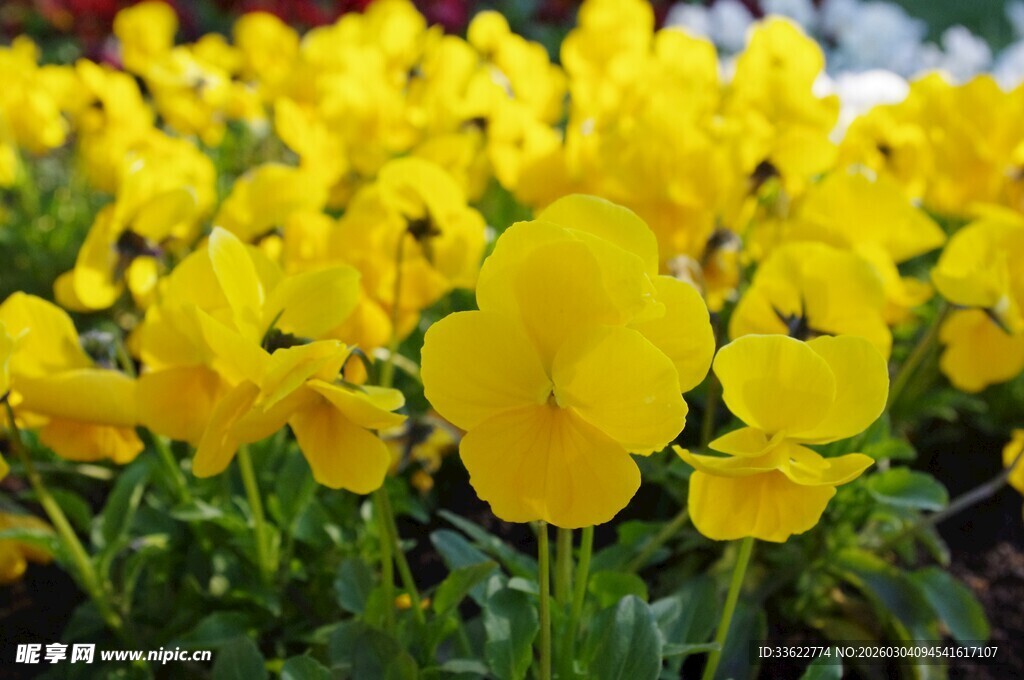 黄色三色堇花卉特写