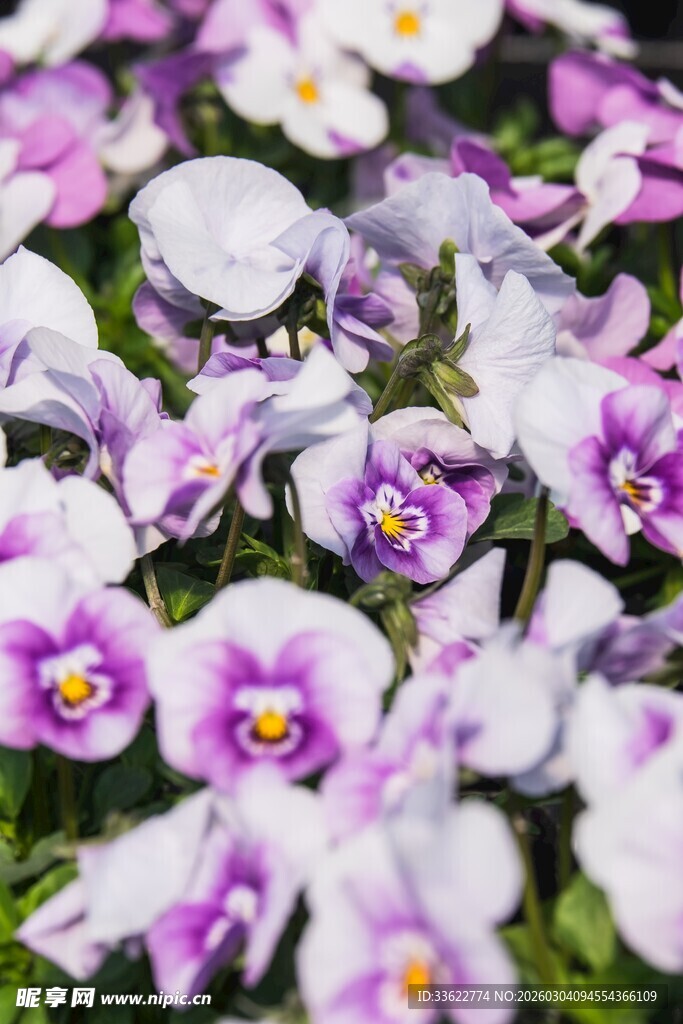 紫白三色堇花卉特写