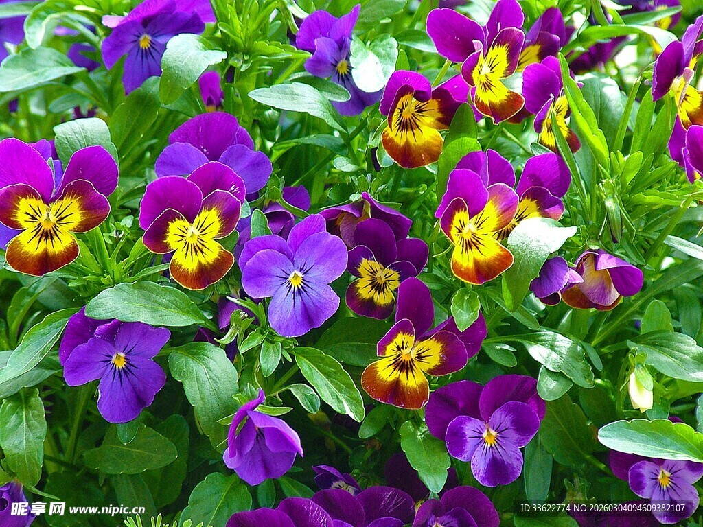 多彩三色堇绽放美丽