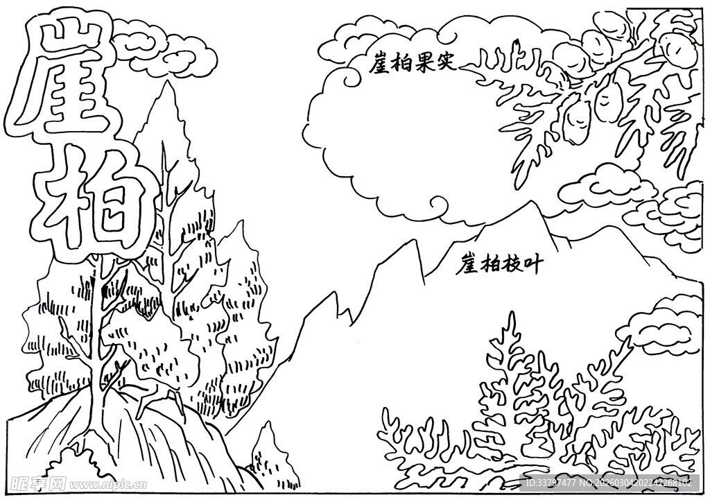 山间崖柏植物景象图