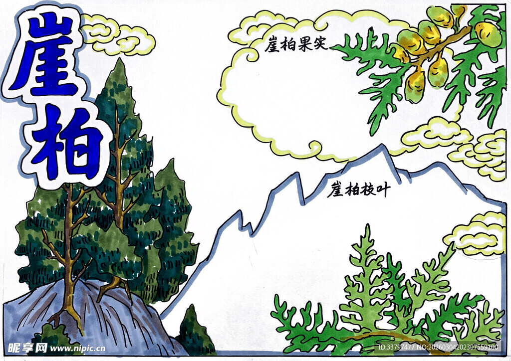 崖柏插画图