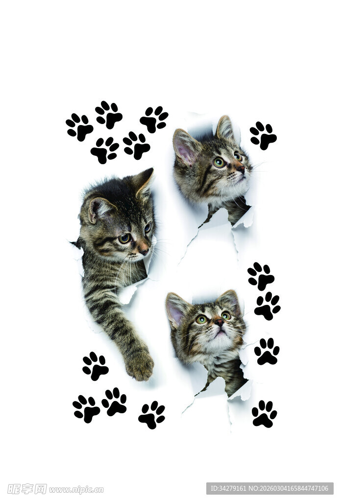 可爱猫咪与爪印的趣味画面