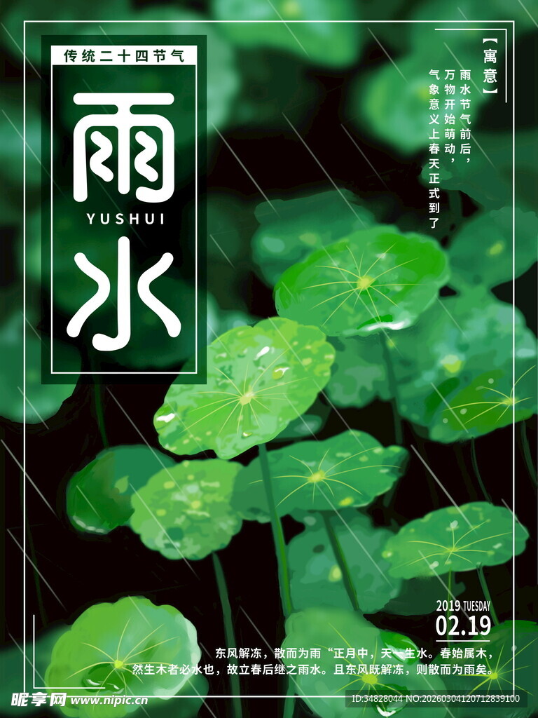 雨水时节的翠绿三叶草