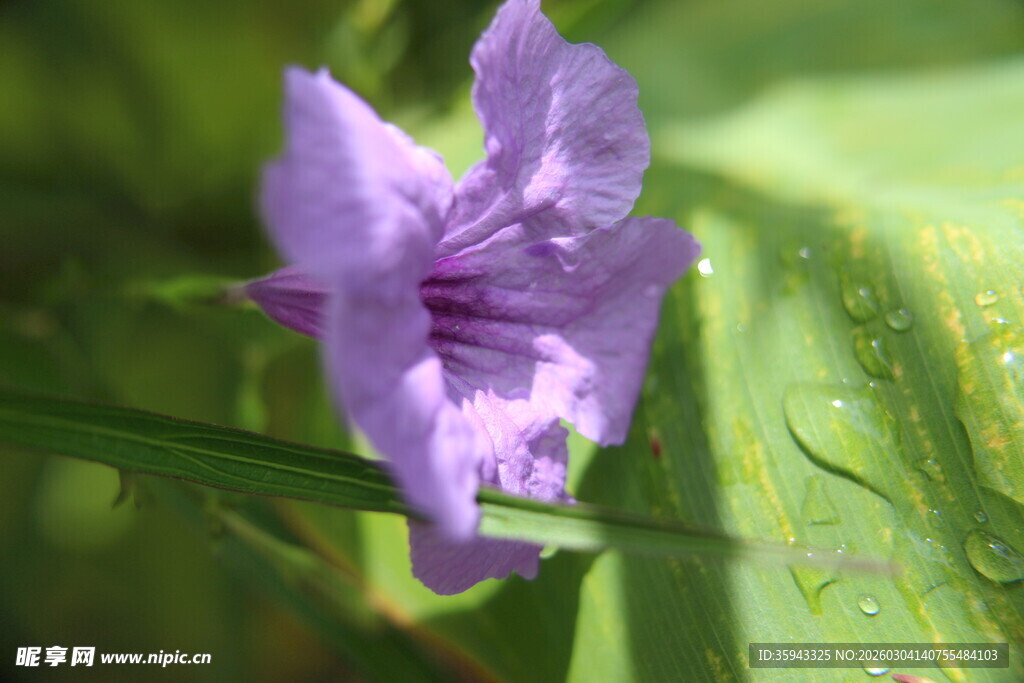 紫色鸢尾花特写