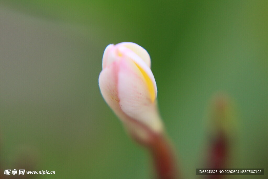 含苞待放的粉嫩花朵