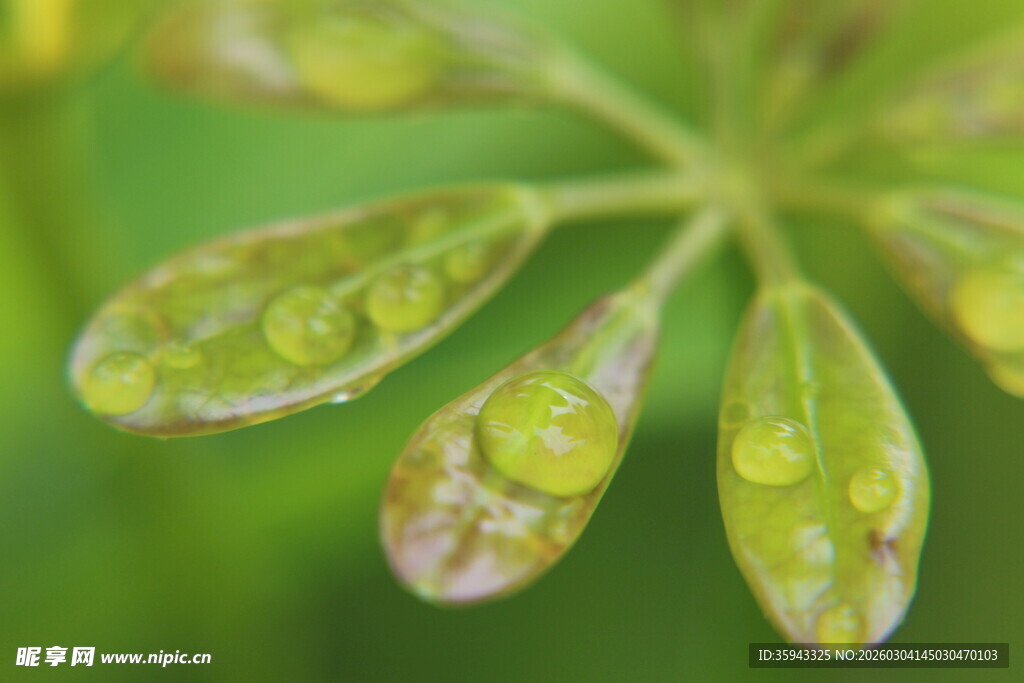 带露绿叶 清新自然之美
