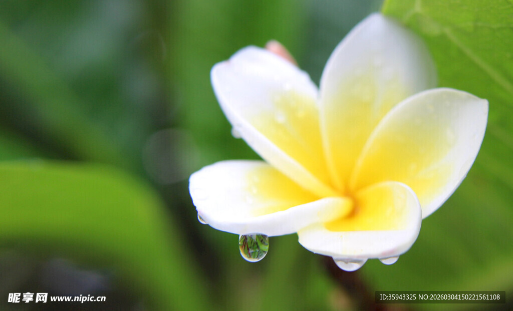 娇艳鸡蛋花 露珠添灵动