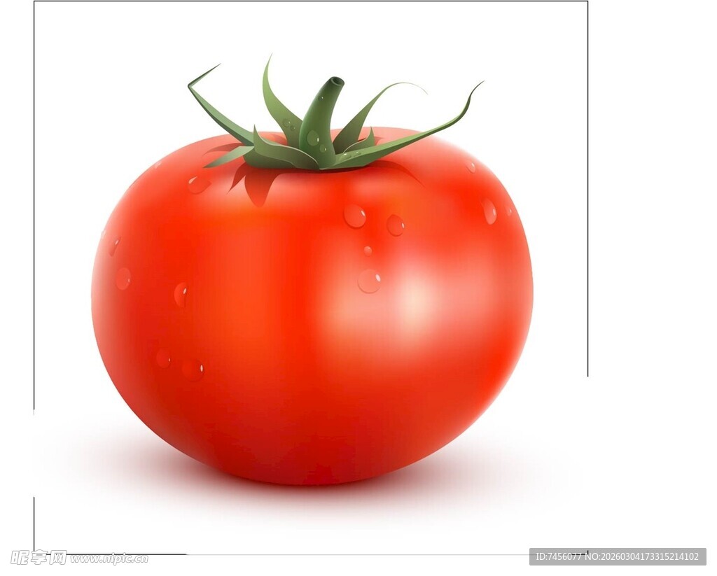 鲜红饱满的单个番茄