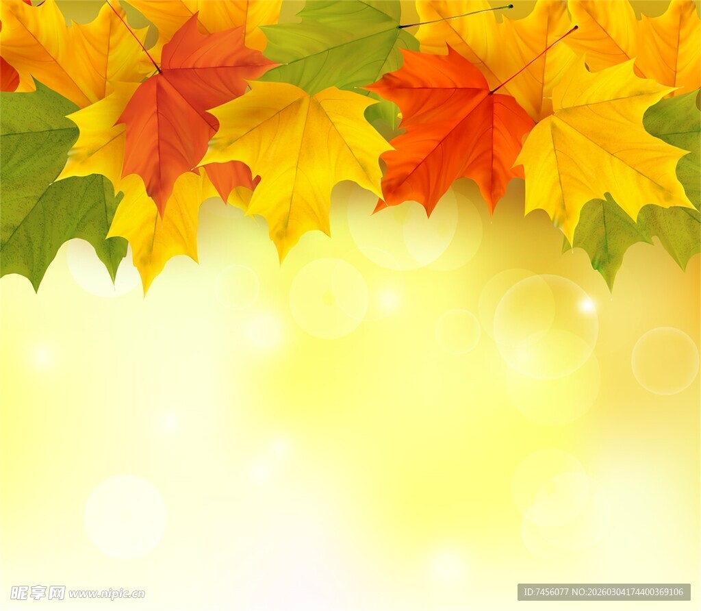 秋日绚烂枫叶背景图