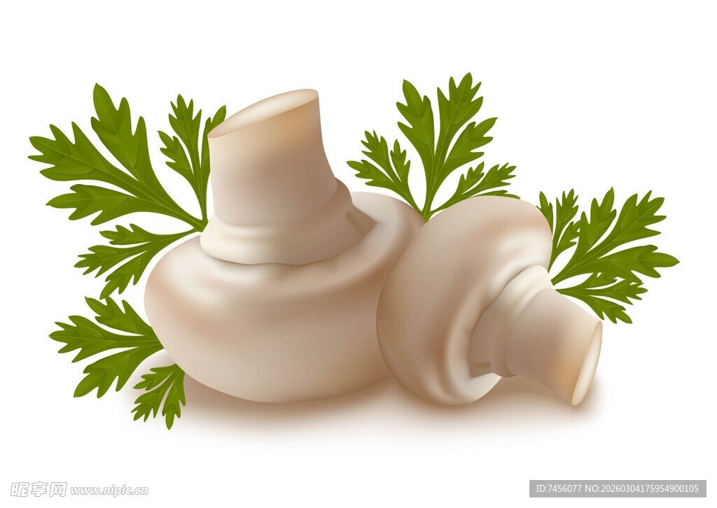 新鲜蘑菇配翠绿欧芹