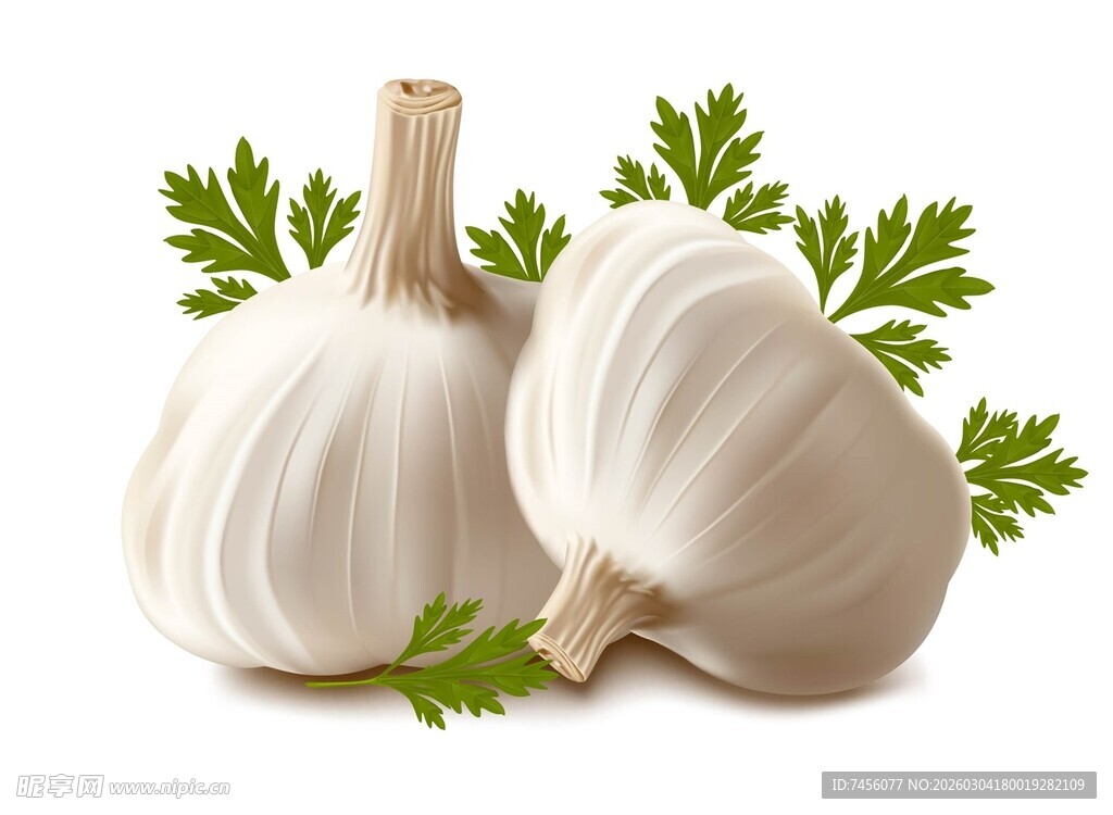 新鲜大蒜与翠绿欧芹