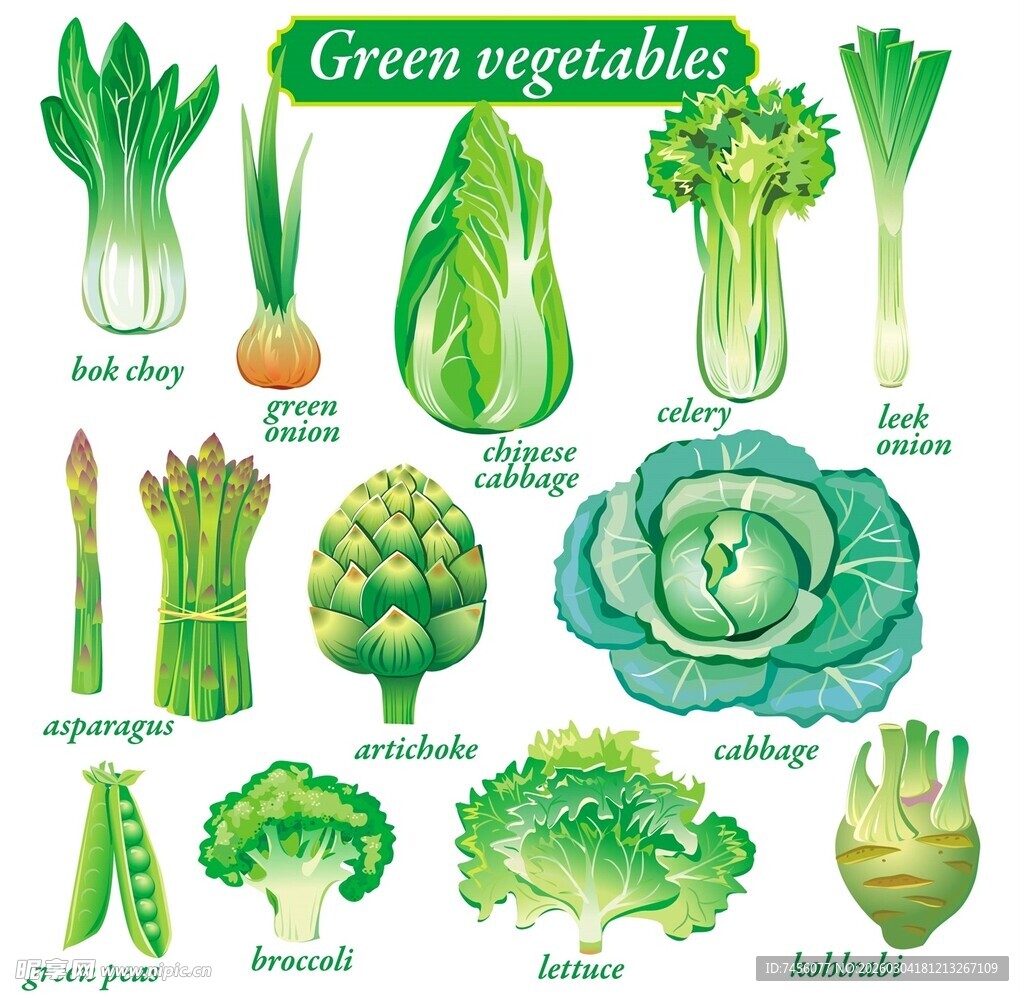 多样绿色蔬菜插画展示