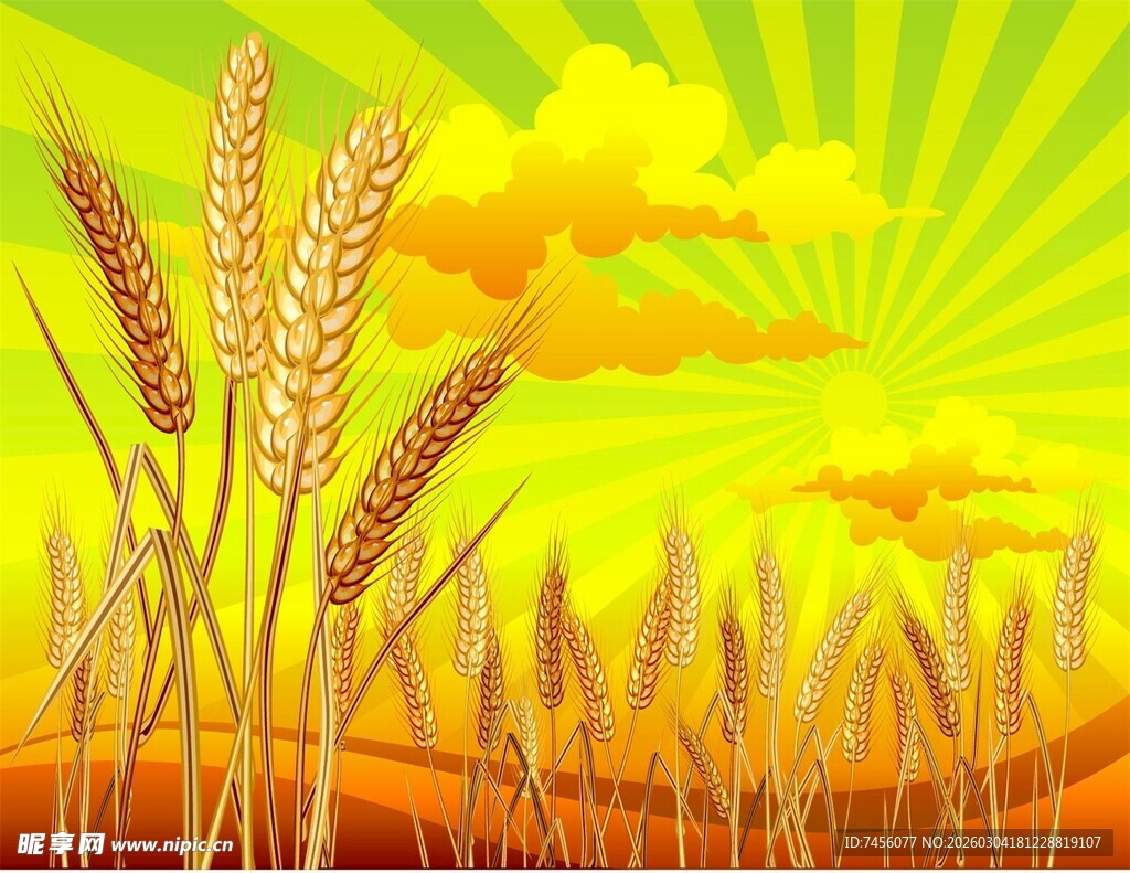 金色麦田阳光灿烂的田野