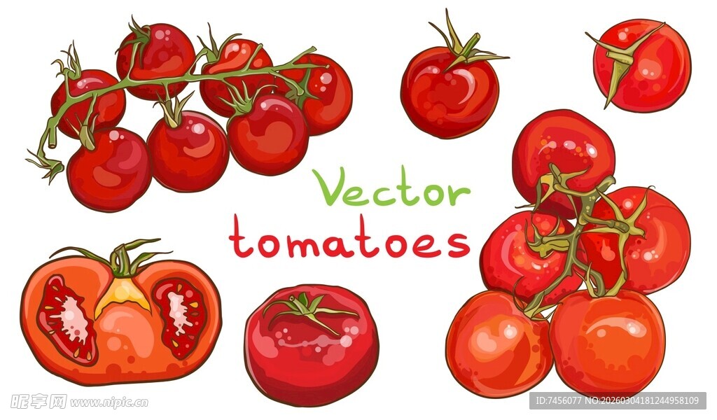 手绘矢量番茄集合
