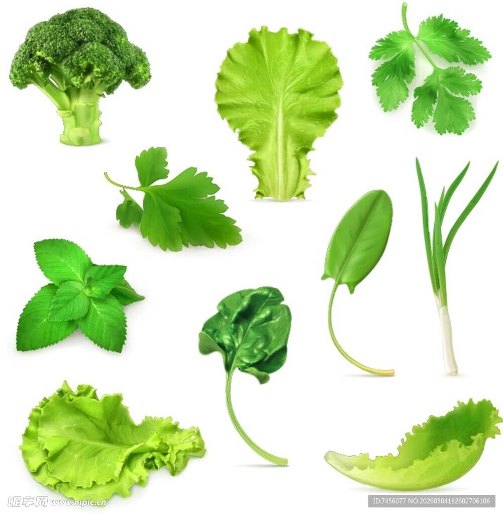 多样新鲜绿叶蔬菜集合