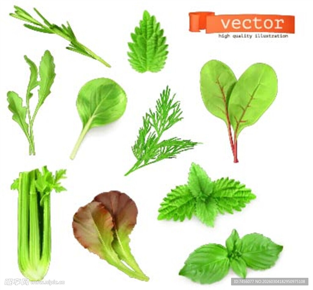 多样新鲜绿色蔬菜集合