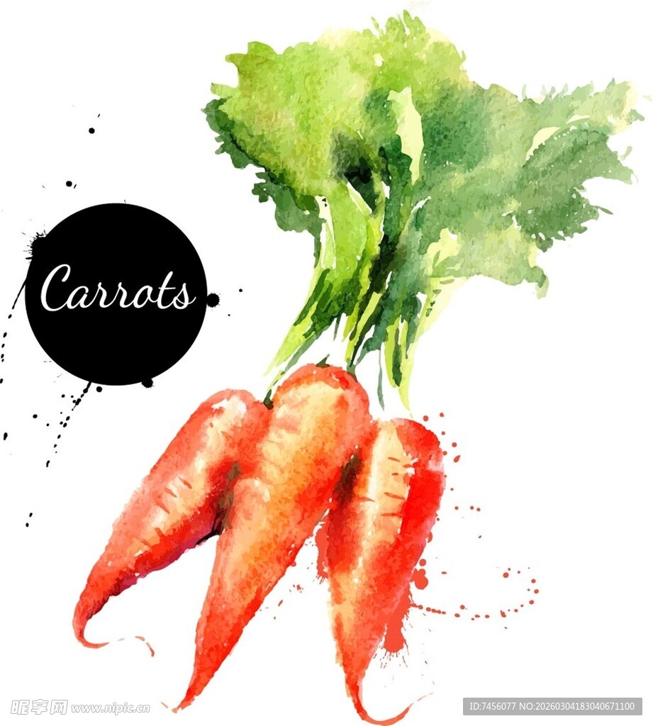 水彩绘胡萝卜与绿叶