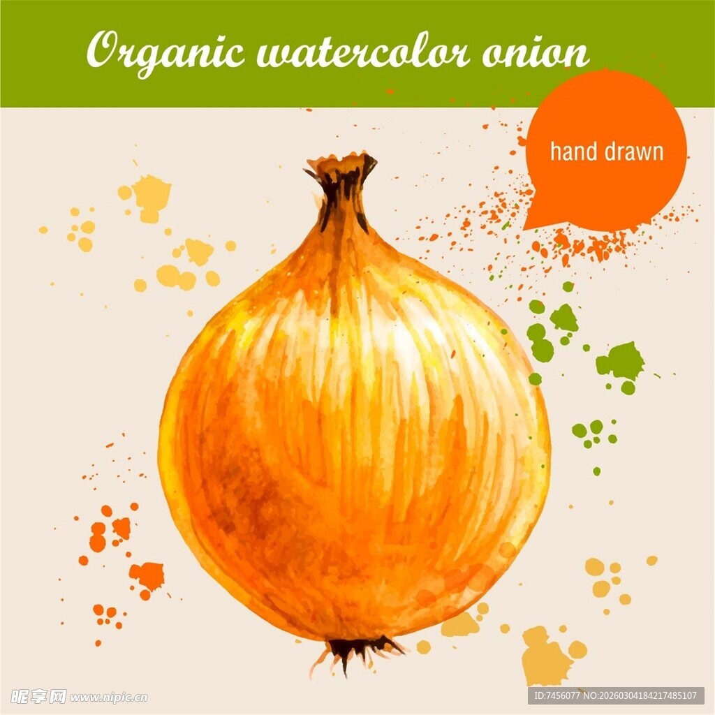 水彩绘有机洋葱