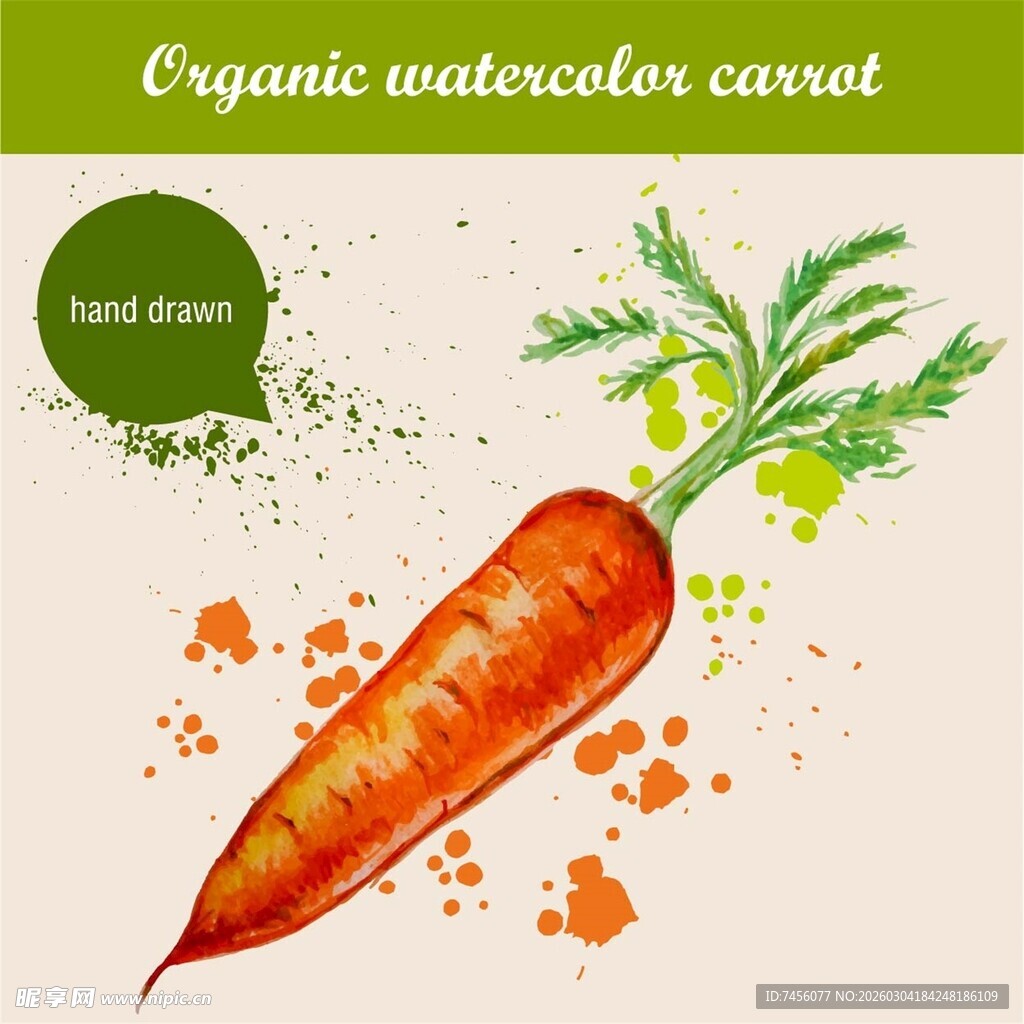 有机水彩胡萝卜插画