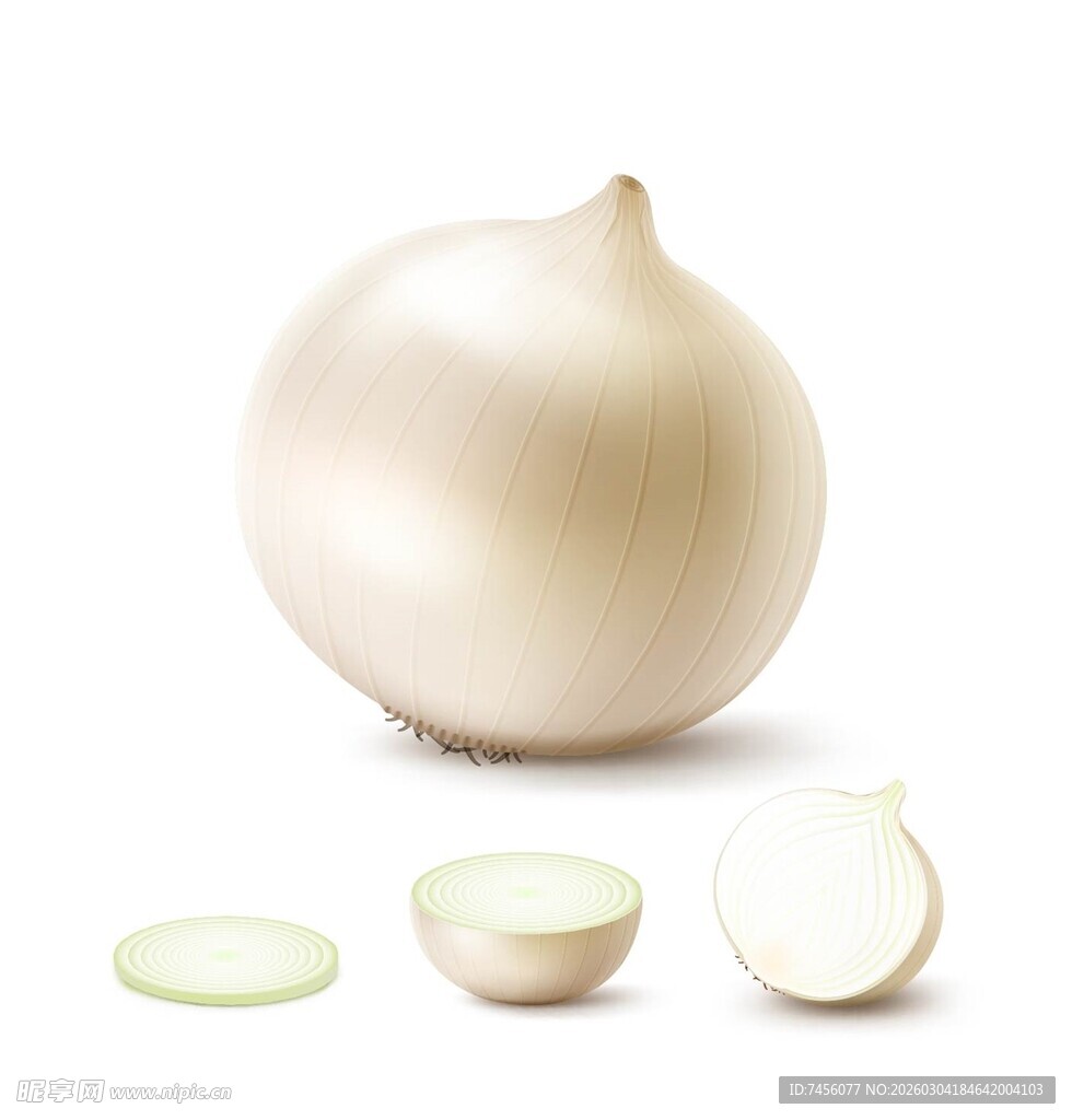 白洋葱及切片展示