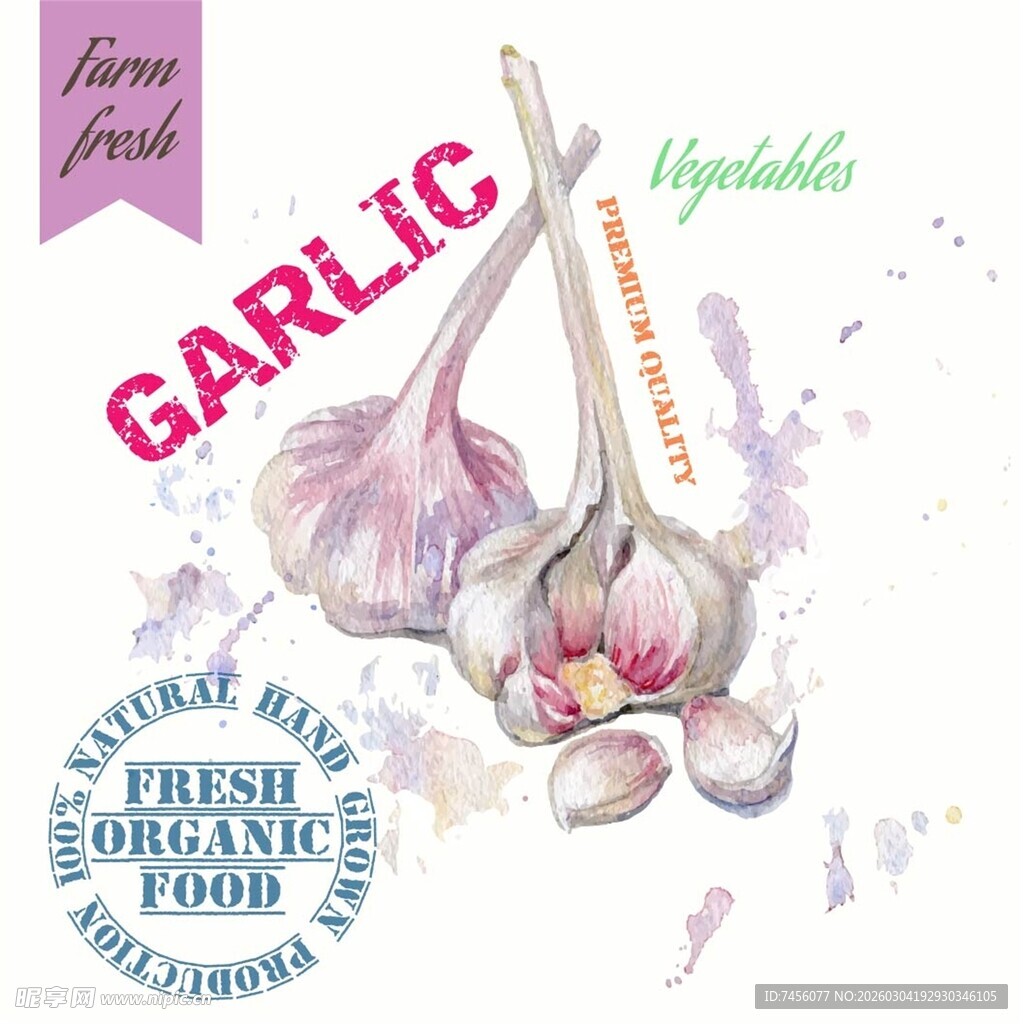 手绘大蒜插画