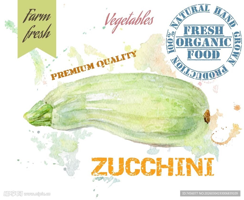 西葫芦蔬菜水彩插画