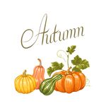 秋季南瓜插画