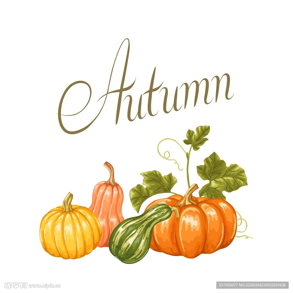 秋季南瓜插画