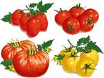 多彩番茄组合