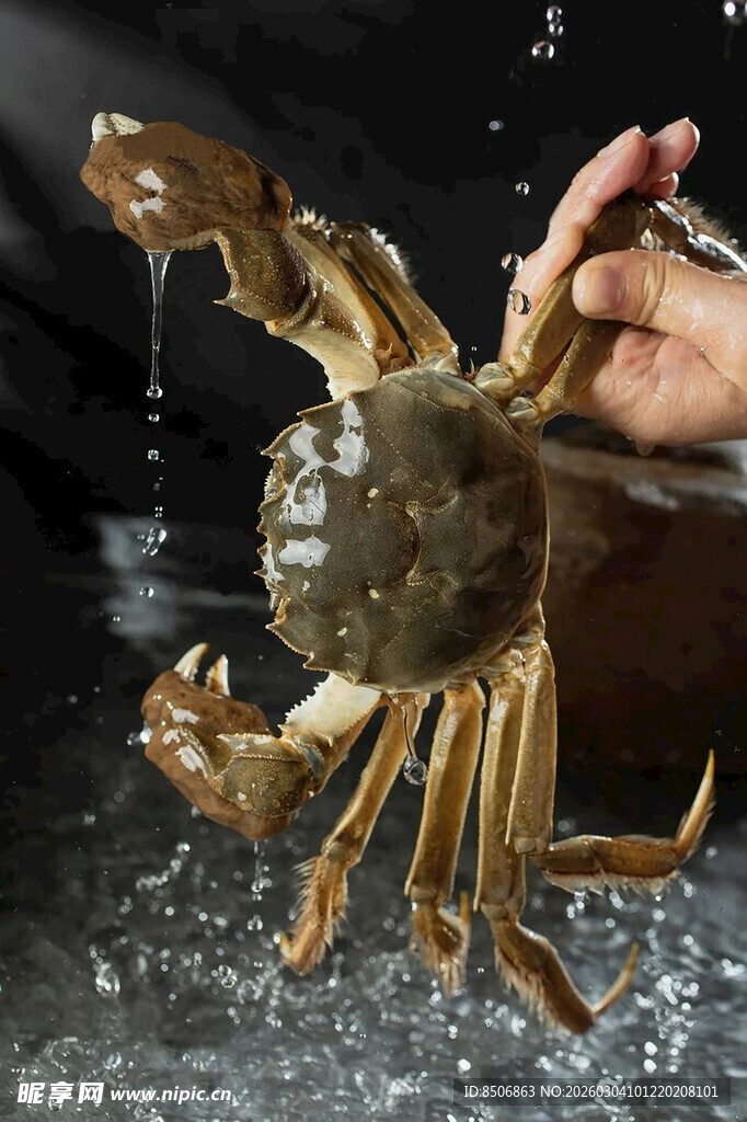 鲜活大螃蟹被抓瞬间