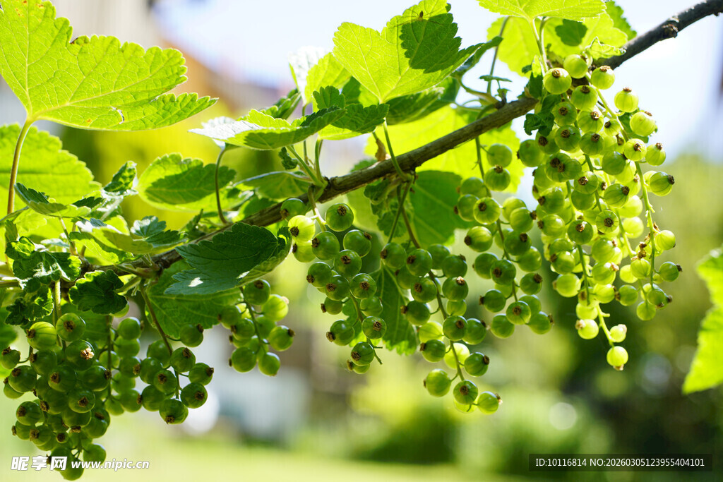 绿葡萄