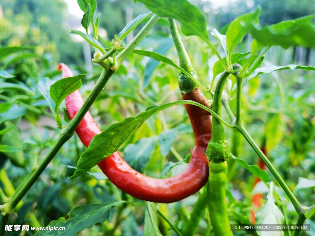 弯曲的红辣椒挂在枝头