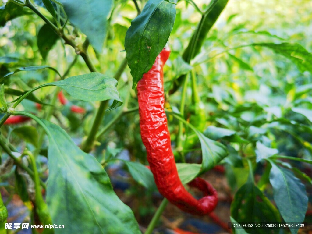 红辣椒