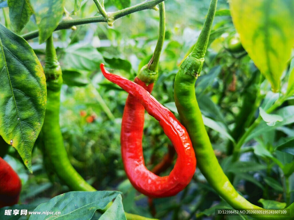 红辣椒