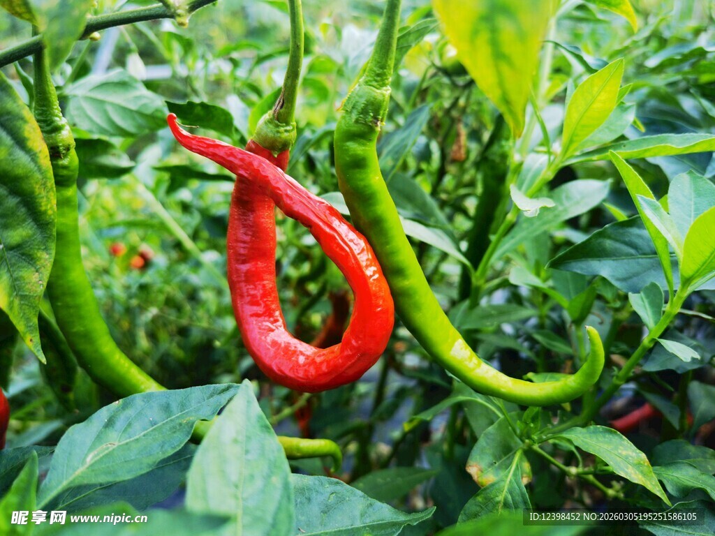 红辣椒绿辣椒