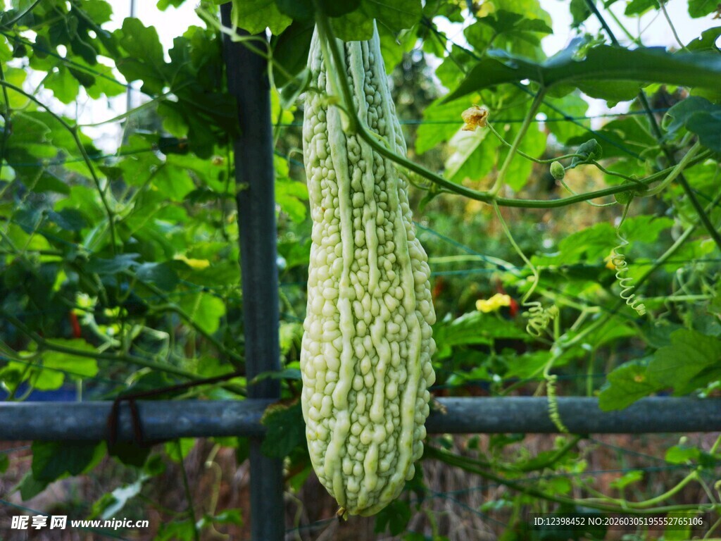 棚架上的苦瓜