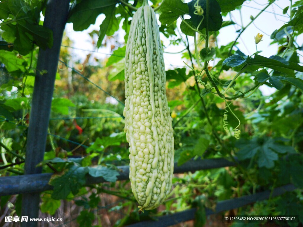 藤蔓上的苦瓜