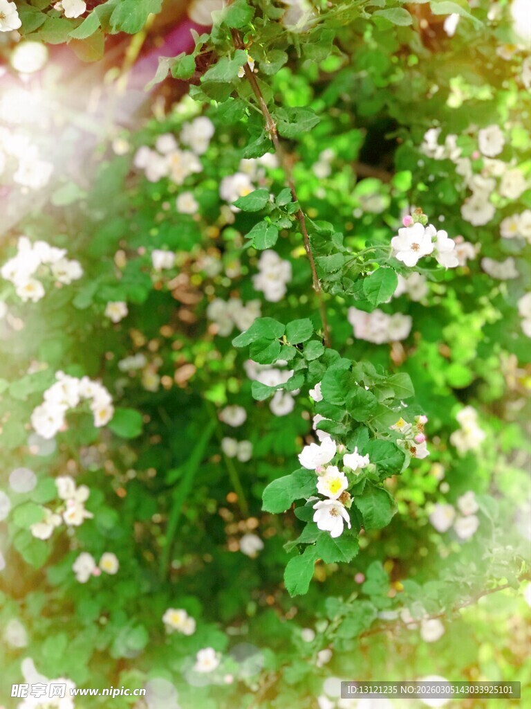 清新小白花绿植特写