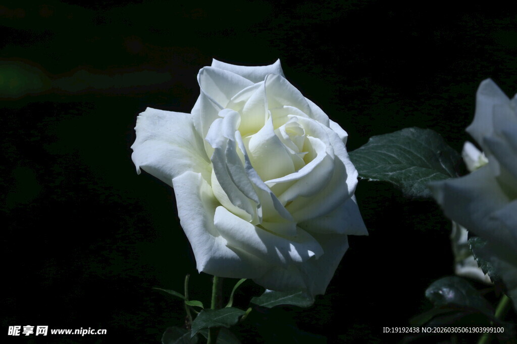 月季花 
