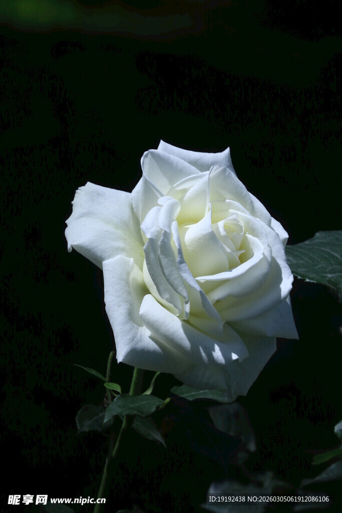月季花 