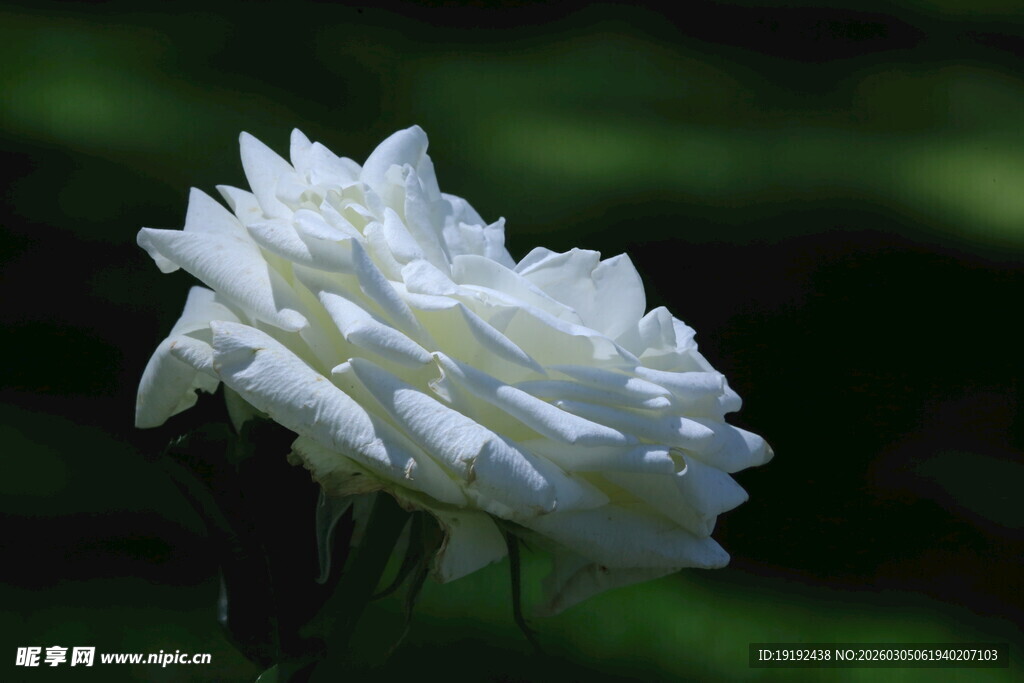 月季花  