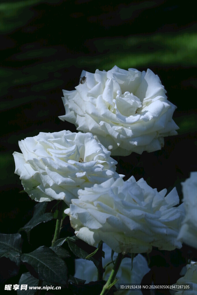 月季花  