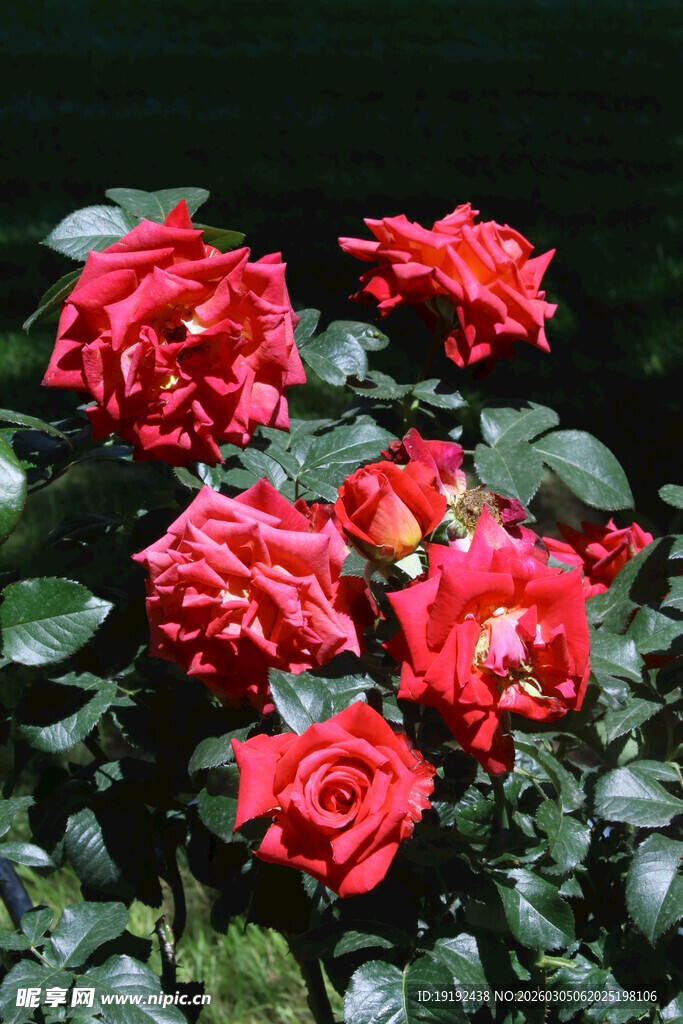 月季花  