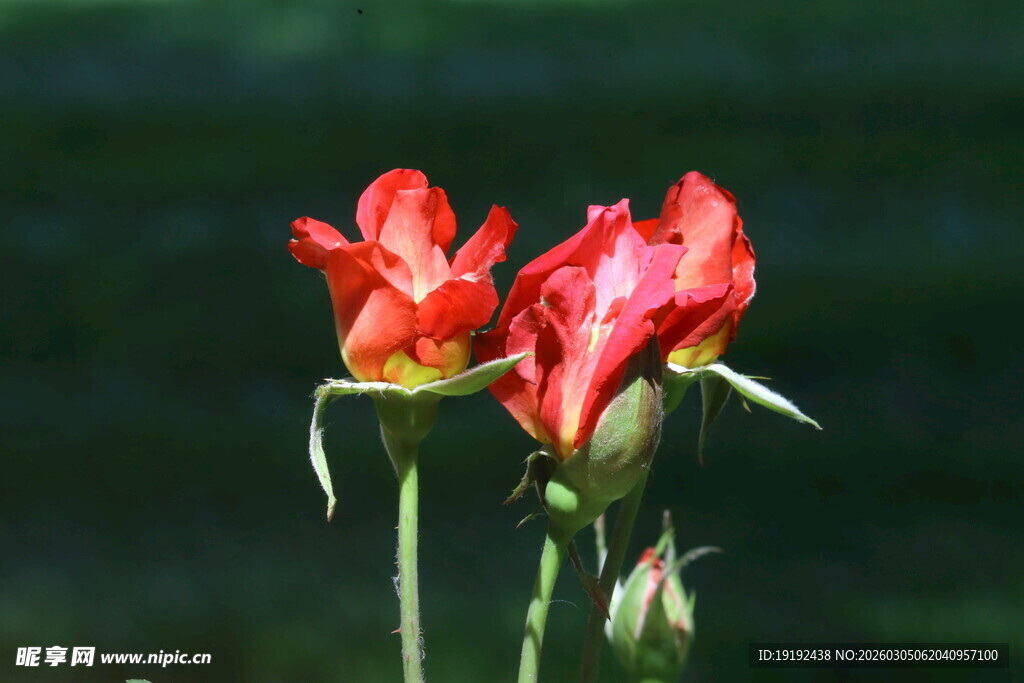 月季花 