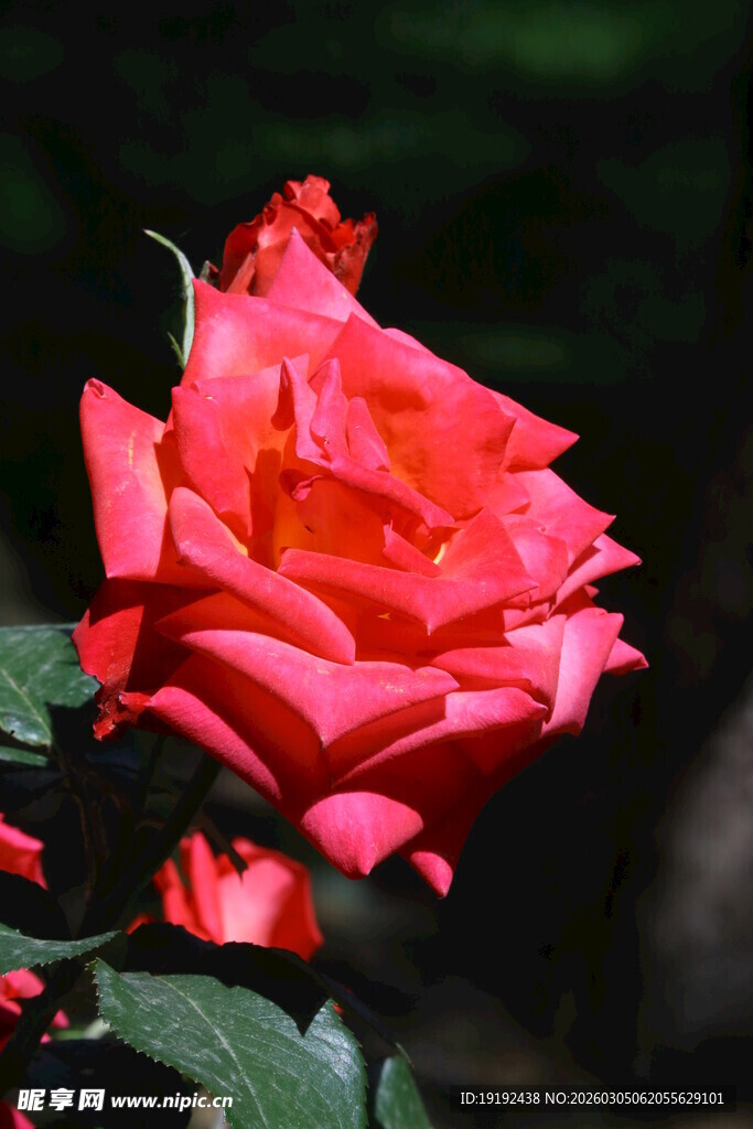 月季花 
