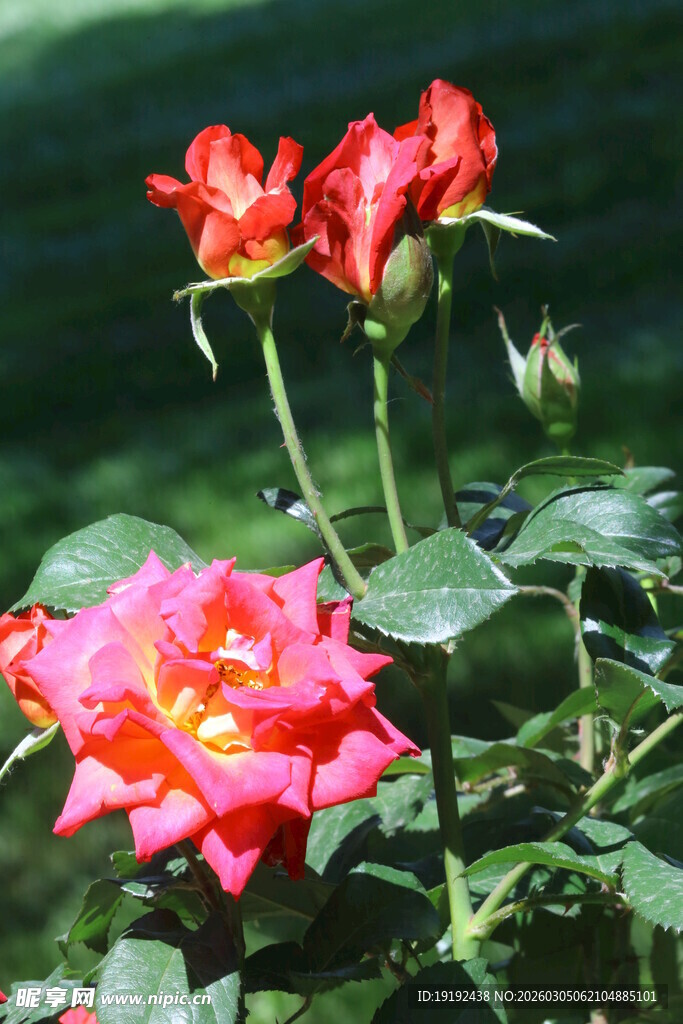 月季花  